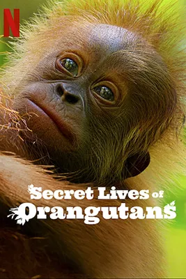 Secret Lives of Orangutans Poster