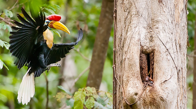 500 Tangkoko Red Knobbed Hornbill Djunapix