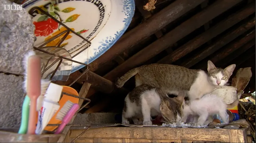 Around the world in 80 gardens 11 500t