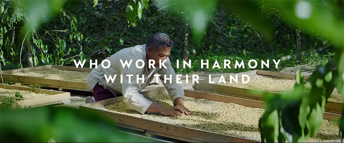 Nespresso master origins o3500t