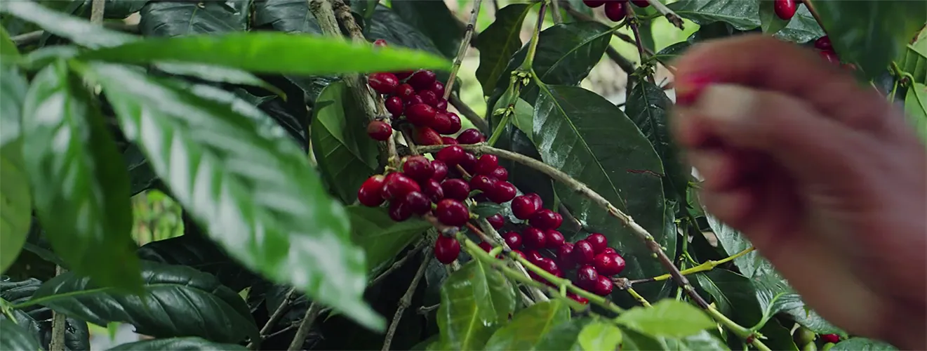 Nespresso master origins o500t